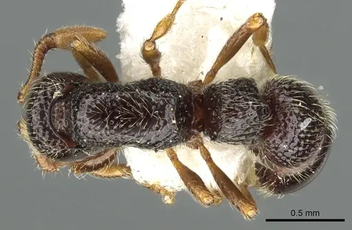 Parasyscia sudanensis specimen