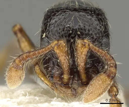 Parasyscia sudanensis specimen