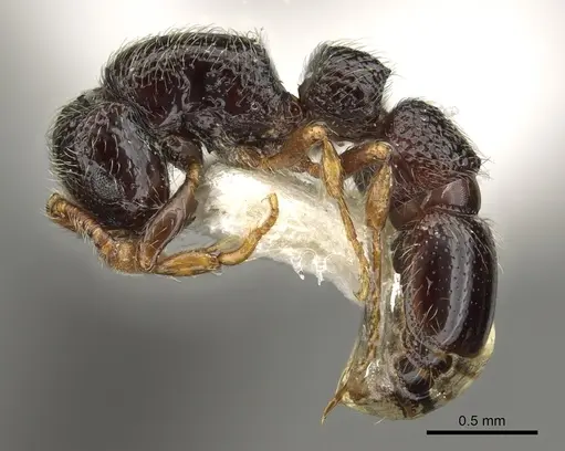 Parasyscia sudanensis specimen