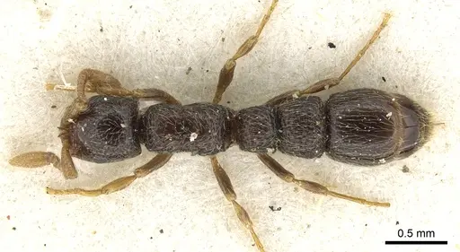 Parasyscia sudanensis - CASENT0902715