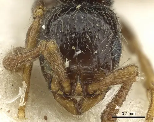 Parasyscia sudanensis - CASENT0902715