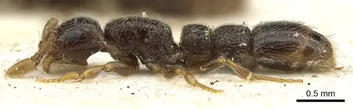 Parasyscia sudanensis - CASENT0902715