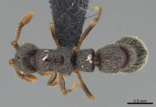 Parasyscia sylvicola specimen