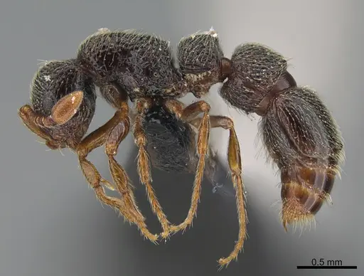 Parasyscia sylvicola specimen