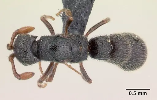 Parasyscia sylvicola - CASENT0066868