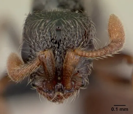 Parasyscia sylvicola - CASENT0066868