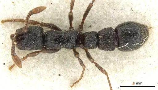 Parasyscia sylvicola - CASENT0902710