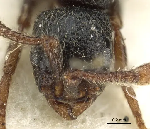 Parasyscia sylvicola - CASENT0902710