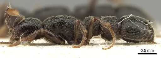 Parasyscia sylvicola - CASENT0902710