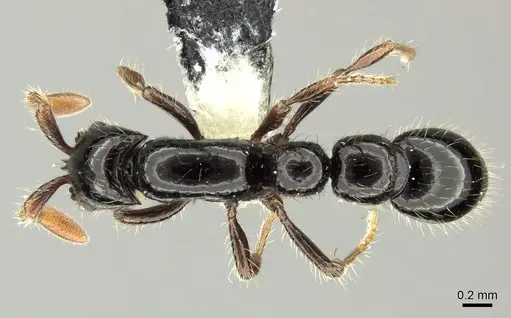 Parasyscia terricola specimen