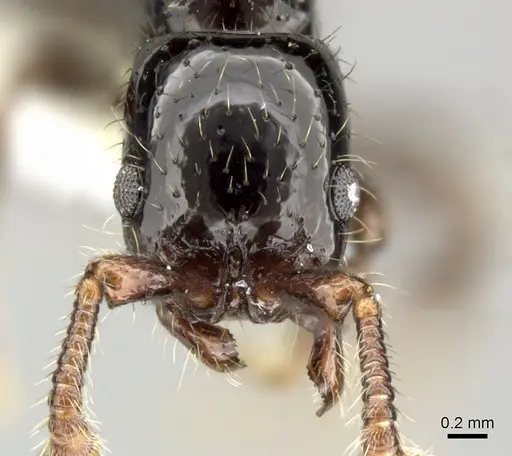 Parasyscia terricola specimen