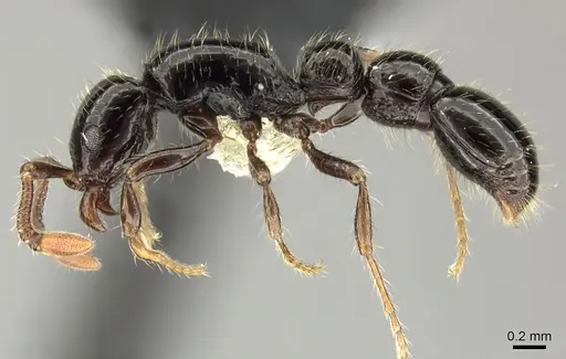 Parasyscia terricola specimen