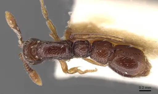 Parasyscia villiersi specimen