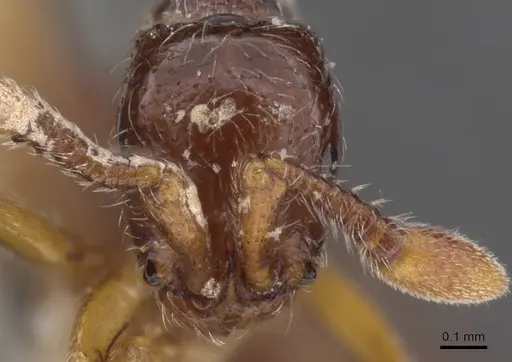 Parasyscia villiersi specimen