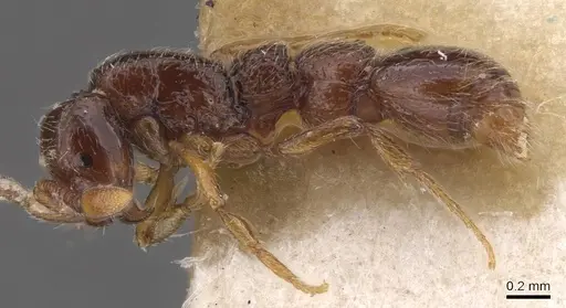 Parasyscia villiersi specimen