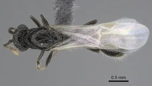 Parasyscia wittmeri specimen