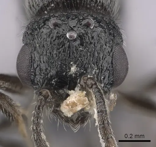 Parasyscia wittmeri specimen