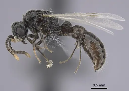 Parasyscia wittmeri specimen