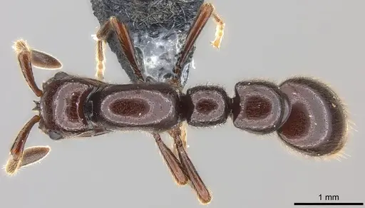 Parasyscia zimmermani specimen