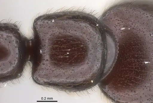 Parasyscia zimmermani specimen
