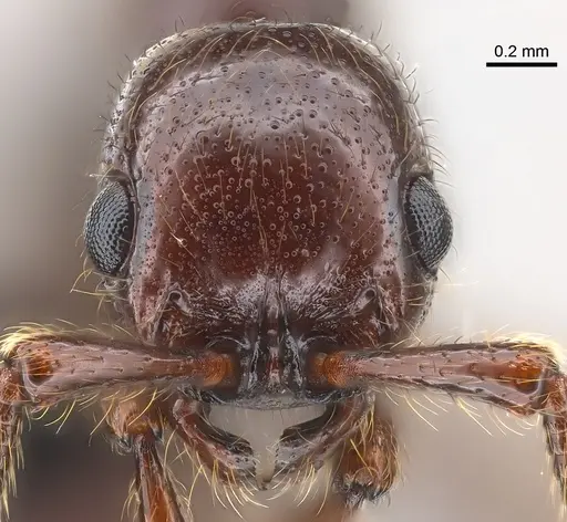 Parasyscia zimmermani specimen