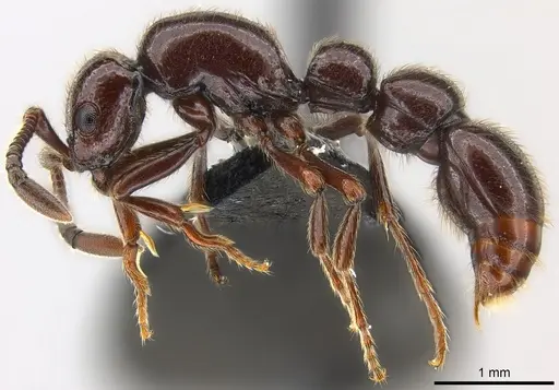 Parasyscia zimmermani - CASENT0175759