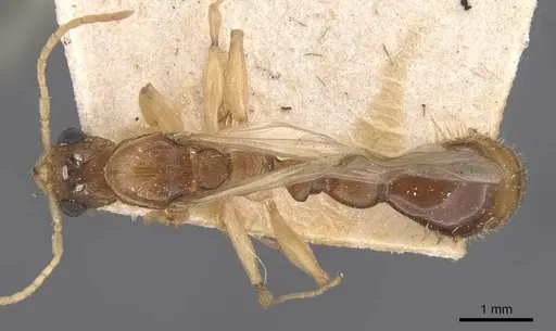Paratopula andamanensis specimen
