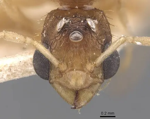 Paratopula andamanensis specimen