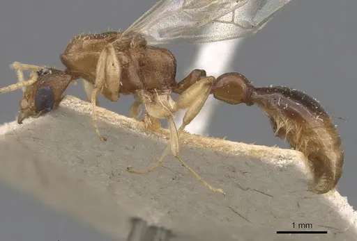 Paratopula andamanensis specimen