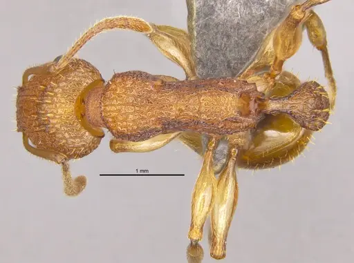 Paratopula bauhinia specimen