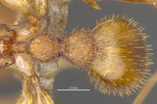 Paratopula bauhinia specimen