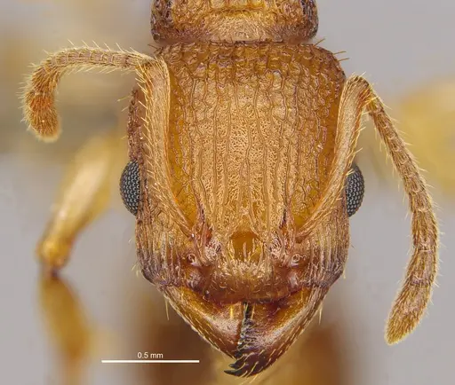 Paratopula bauhinia specimen