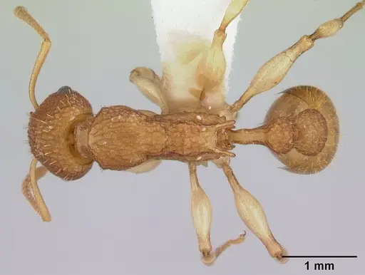 Paratopula catocha specimen