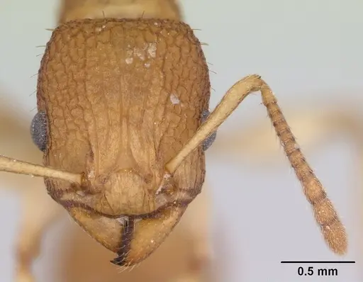 Paratopula catocha specimen