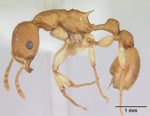 Paratopula catocha specimen