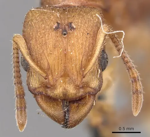 Paratopula ceylonica specimen