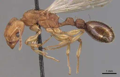 Paratopula ceylonica specimen