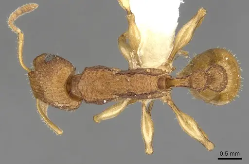 Paratopula demeta specimen