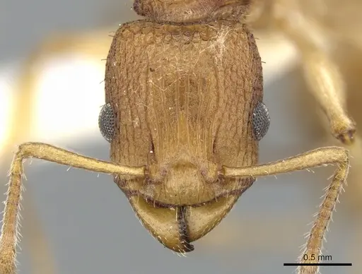 Paratopula demeta specimen