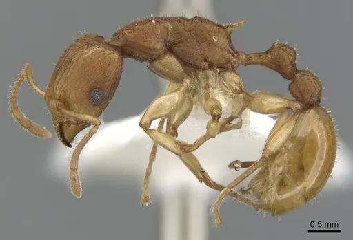 Paratopula demeta specimen