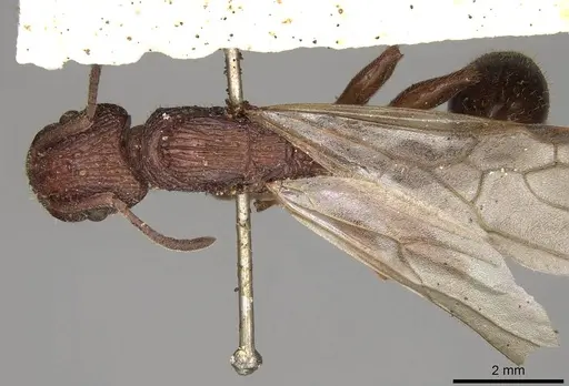 Paratopula longispina specimen