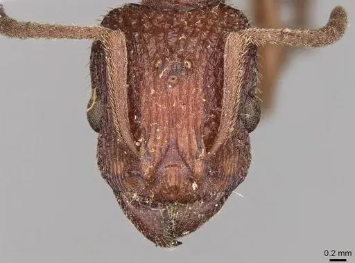 Paratopula longispina specimen