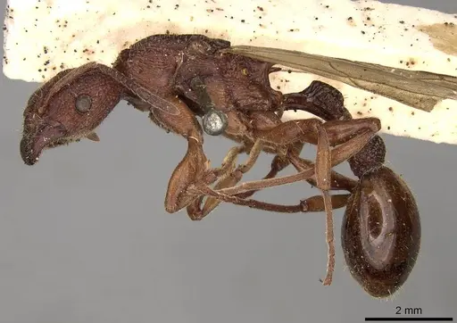 Paratopula longispina specimen