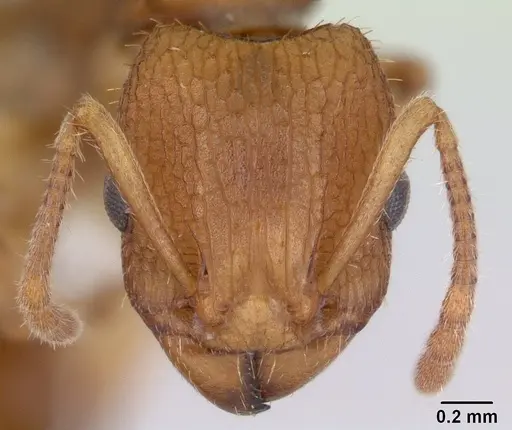 Paratopula macta specimen