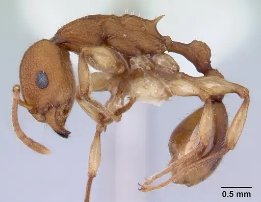 Paratopula macta specimen