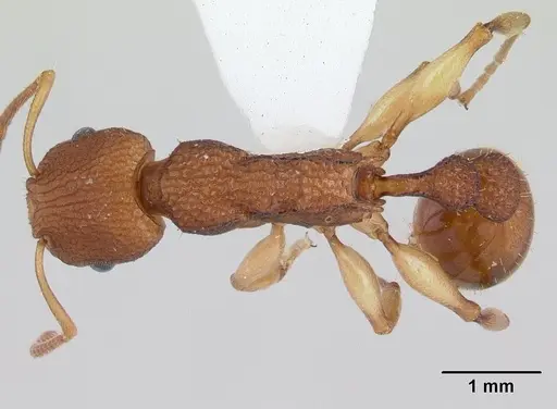 Paratopula macta - CASENT0178561