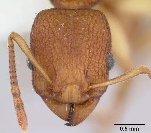 Paratopula macta - CASENT0178561