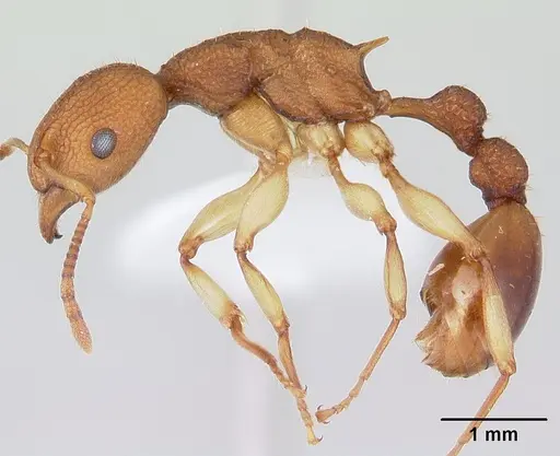 Paratopula macta - CASENT0178561