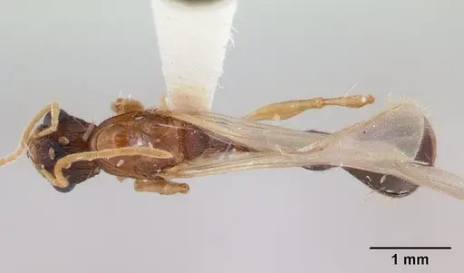 Paratopula macta - CASENT0178562