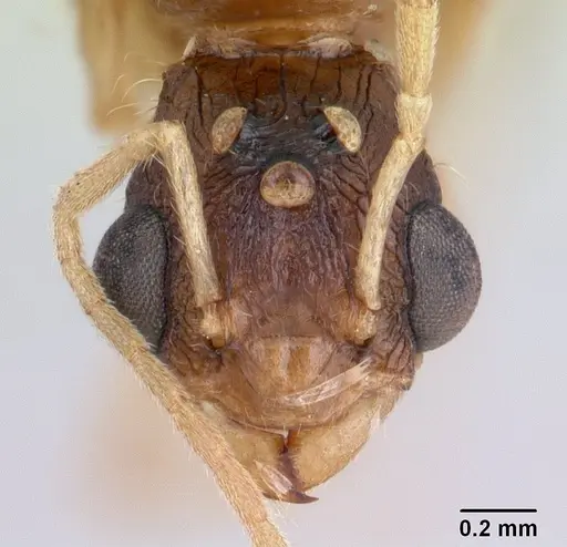 Paratopula macta - CASENT0178562